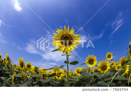 Sunflower field 7869704