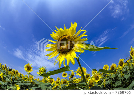 Sunflower field Sunflower field 7869705