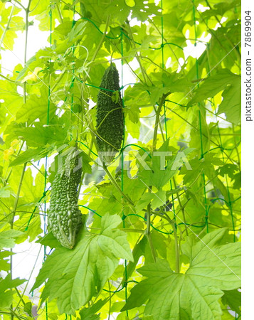 苦瓜綠色窗簾 7869904