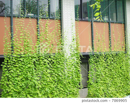 苦瓜綠色窗簾 7869905