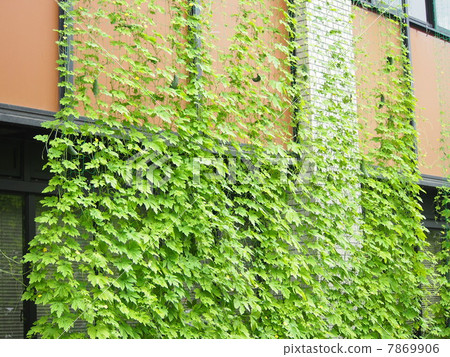Bitter gourd green curtain 7869906