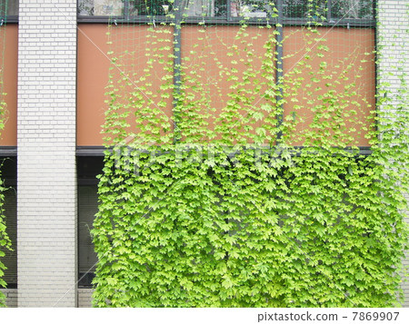 苦瓜綠色窗簾 7869907