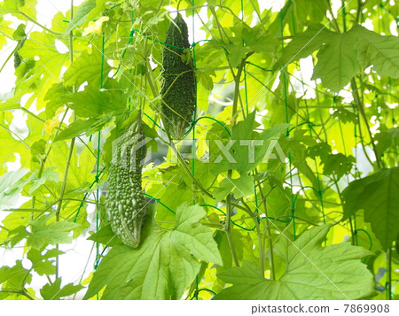 苦瓜綠色窗簾 7869908