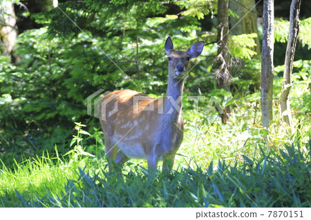 Ezo deer Ezo deer 7870151