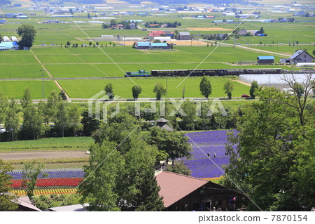 Lavender fields and truck trains Lavender fields and truck trains 7870154