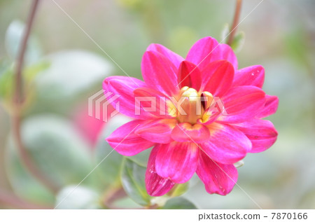 Dahlia 7870166