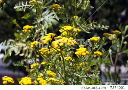 Tanjee's yellow flowers Tanjee's yellow flowers 7874001