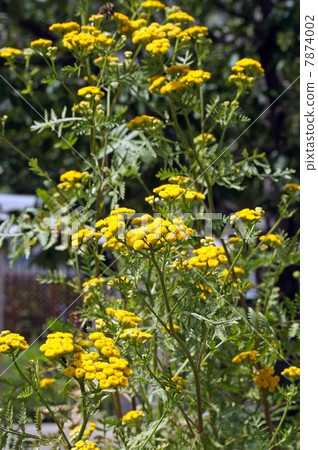 Tanjee's yellow flowers Tanjee's yellow flowers 7874002