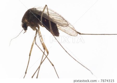 mosquito 7874315