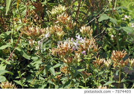 Soapwort · after flowers and flowers Soapwort · after flowers and flowers 7874403