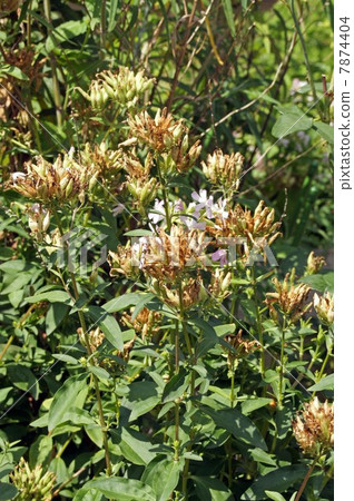 Soapwort · after flowers and flowers Soapwort · after flowers and flowers 7874404