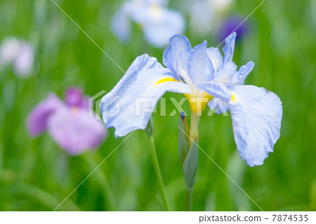 Iris Iris 7874535