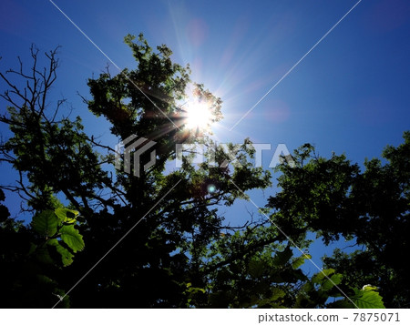 夏日的天空 夏日的天空 7875071