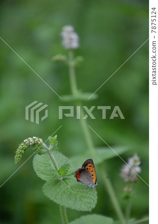 Lycaena phlaeas 7875124