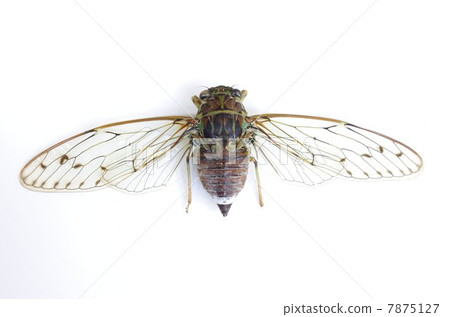 Hiagurashi(♀) Hiagurashi(♀) 7875127