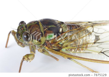 Hiagurashi（♀） 7875129