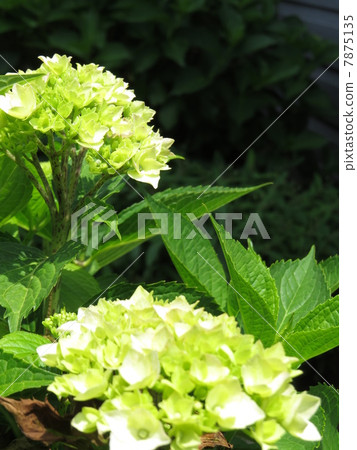 hydrangea flower hydrangea flower 7875135