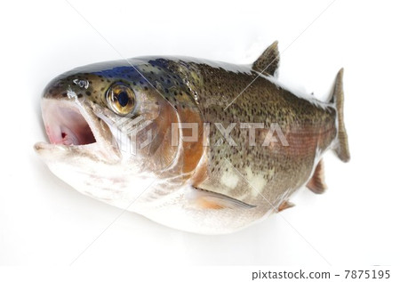 Rainbow trout (overhead view) 7875195