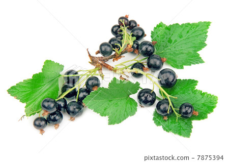 black currant on white background 7875394