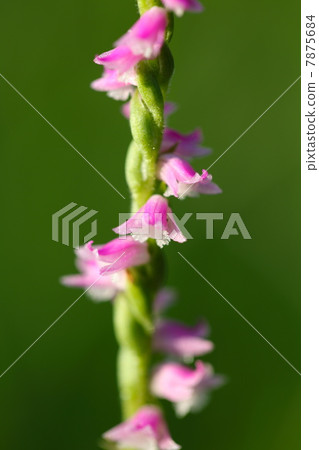 Spiranthes sinensis 7875684