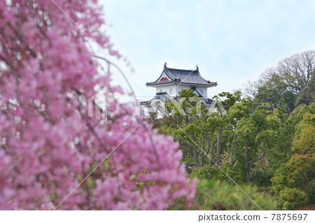 Akashi Castle in the Cherry Blossom Season 7875697