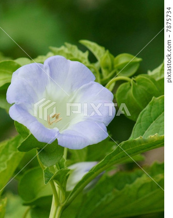 Osenenari (Ochinari): Senari Hozuki 7875734