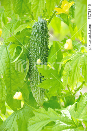 Bitter gourd Bitter gourd 7875846