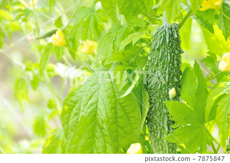 Bitter gourd 7875847
