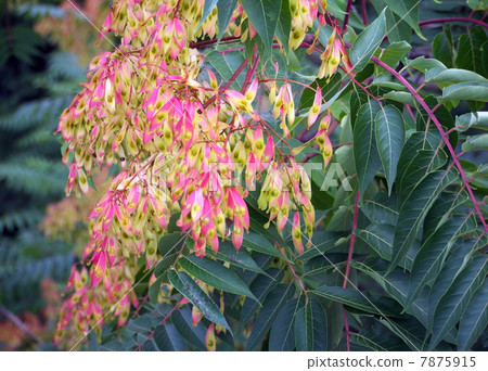 日本雞的果實 7875915