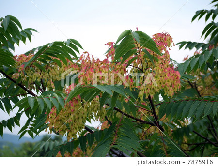 日本雞的果實 7875916