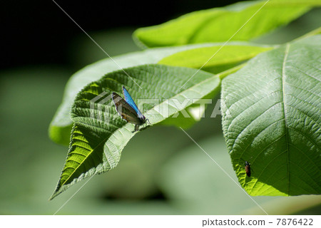 Midoridoshimi's friend 7876422