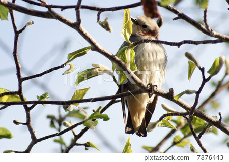 紫背椋鳥 紫背椋鳥 7876443