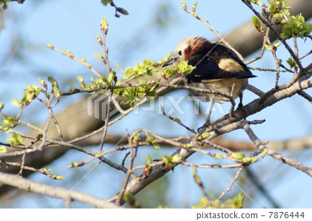 紫背椋鳥 7876444