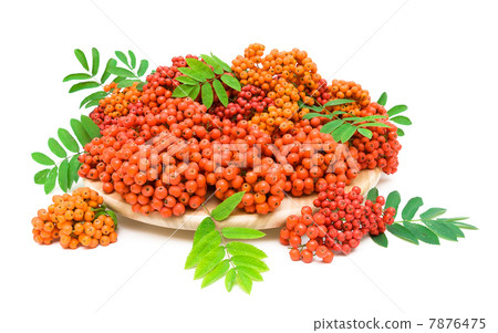 ripe rowan berries on a chopping board on a white background 7876475
