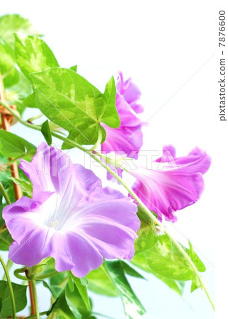 夏天背景材料·光花牽牛花·白背垂直位置 7876600