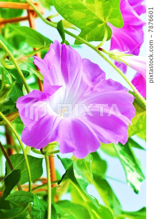 夏天背景材料·輕的牽牛花輕的花·白色後面垂直位置 7876601