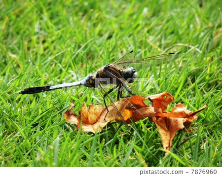 Dragonfly sticking to dead leaves 7876960