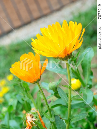 Calendula Calendula 7877049