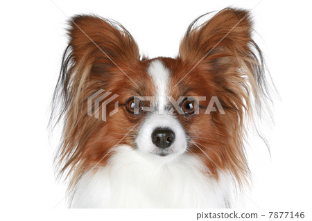 Papillon dog close-up portrait (brown color) Papillon dog close-up portrait (brown color) 7877146