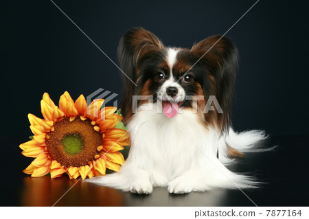 Papillon breed dog with sunflower Papillon breed dog with sunflower 7877164