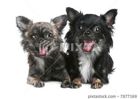 Long-haired chihuahua dog on a white background 7877169