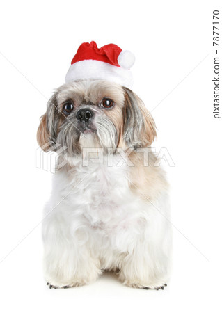 Dog of breed shih-tzu in Christmas hat 7877170