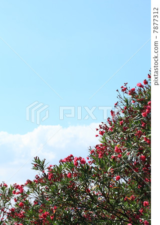 Blue sky and blue sky 7877312