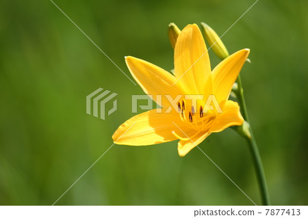 黃花菜 7877413