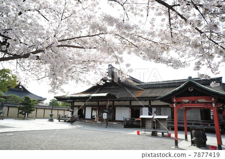 Spring of Kyoto Toji Spring of Kyoto Toji 7877419