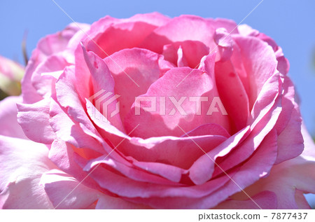 rose rose 7877437