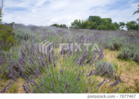 Lavender field 7877467
