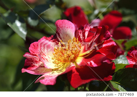 rose	 7877469