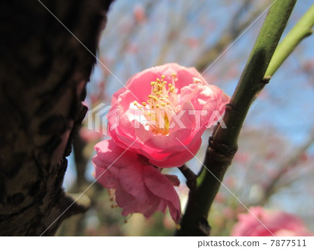 Pink peach plum flowers 7877511