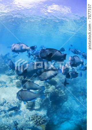 A group of camphor die A group of camphor die 7877537